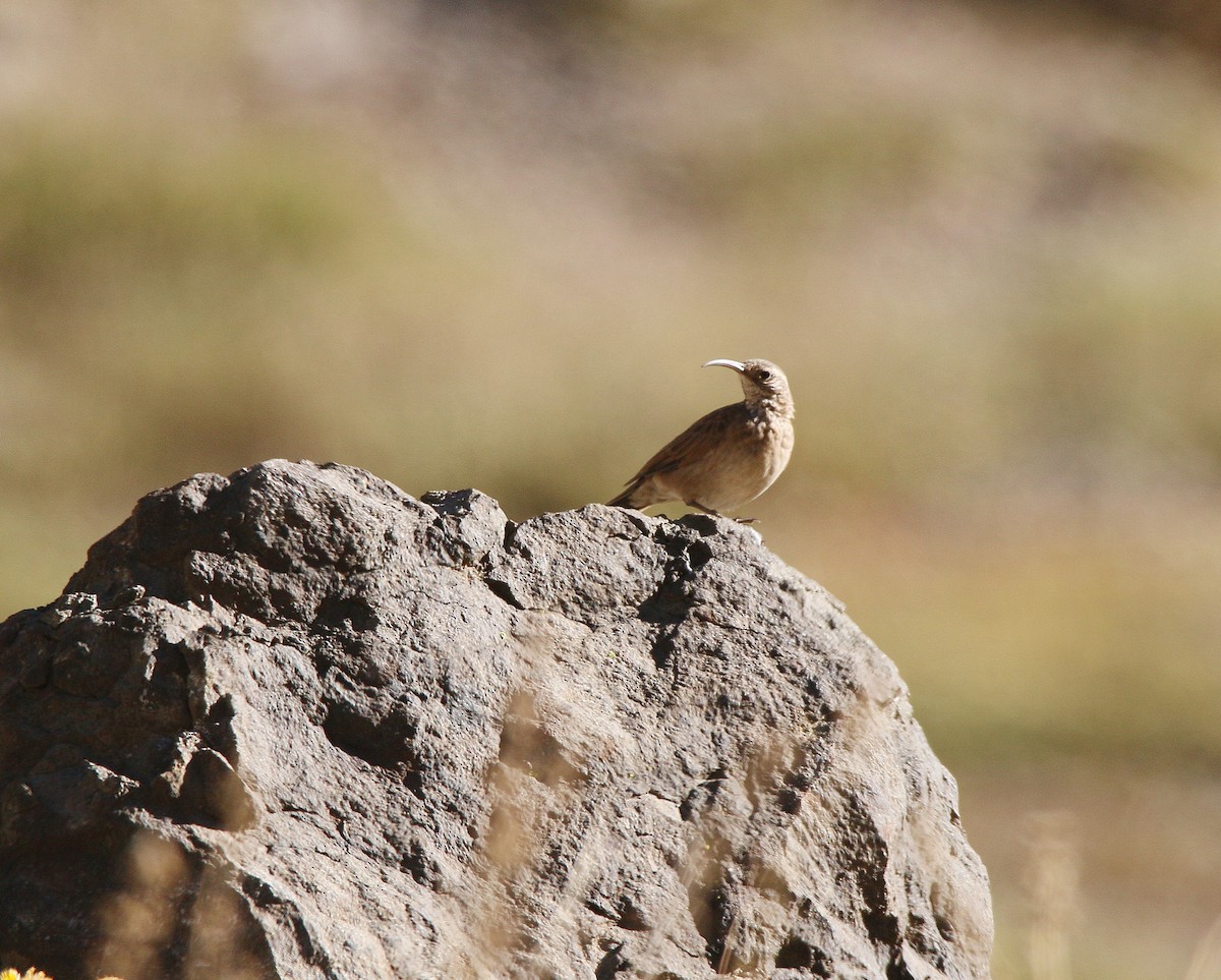 Scale-throated Earthcreeper - ML548355221