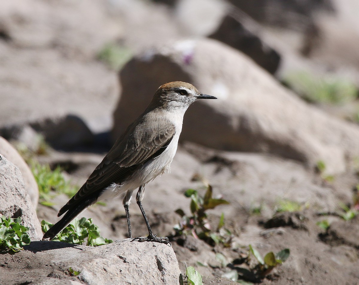 White-browed Ground-Tyrant - ML548355311