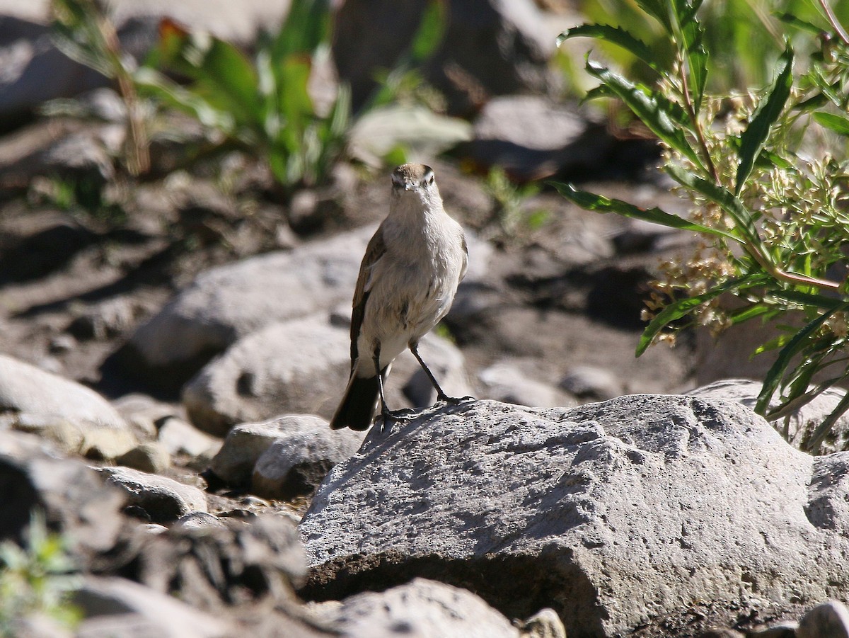 White-browed Ground-Tyrant - ML548355331