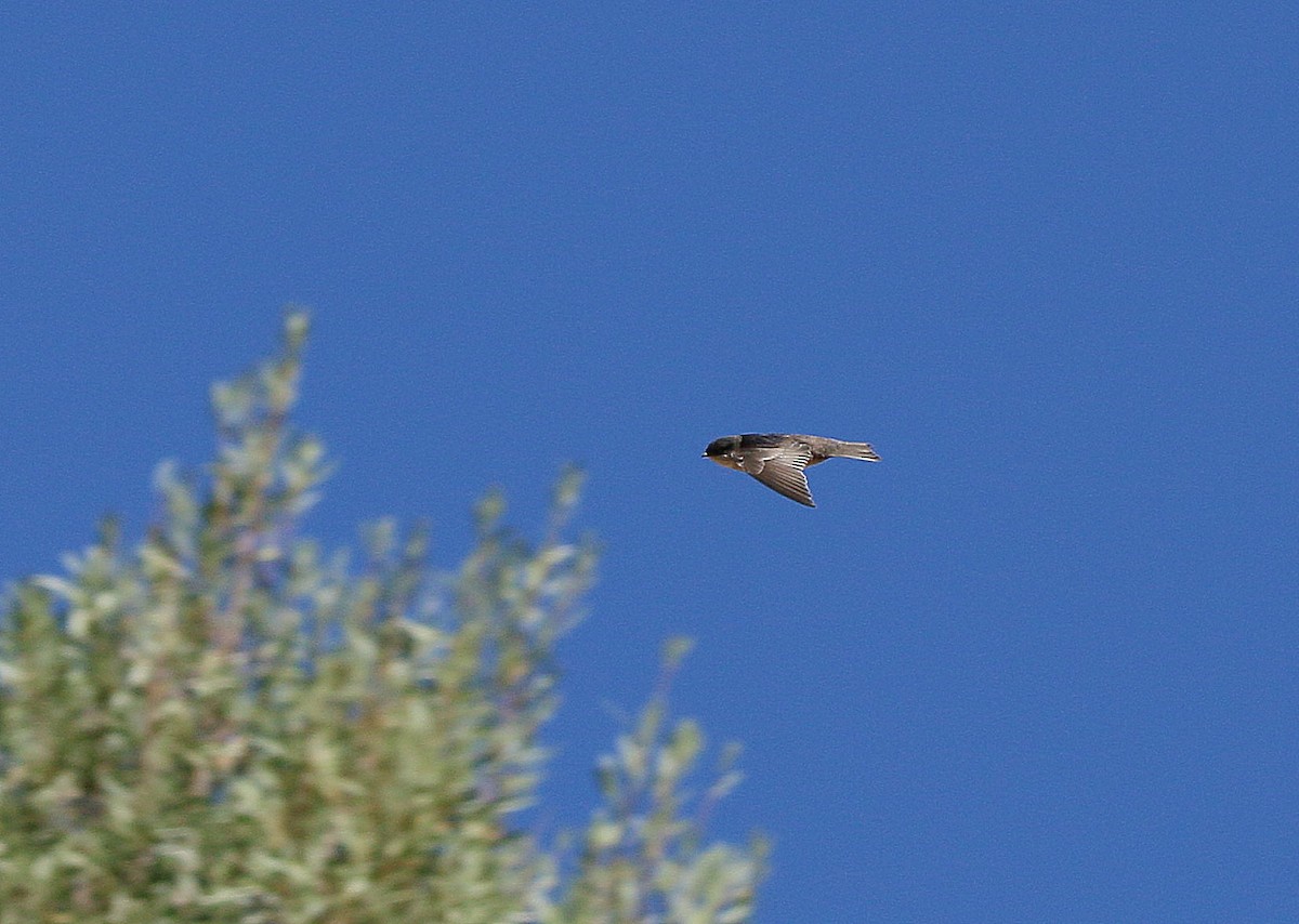 Blue-and-white Swallow - ML548355371