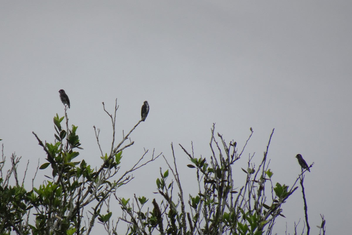 White-browed Purpletuft - ML548355531