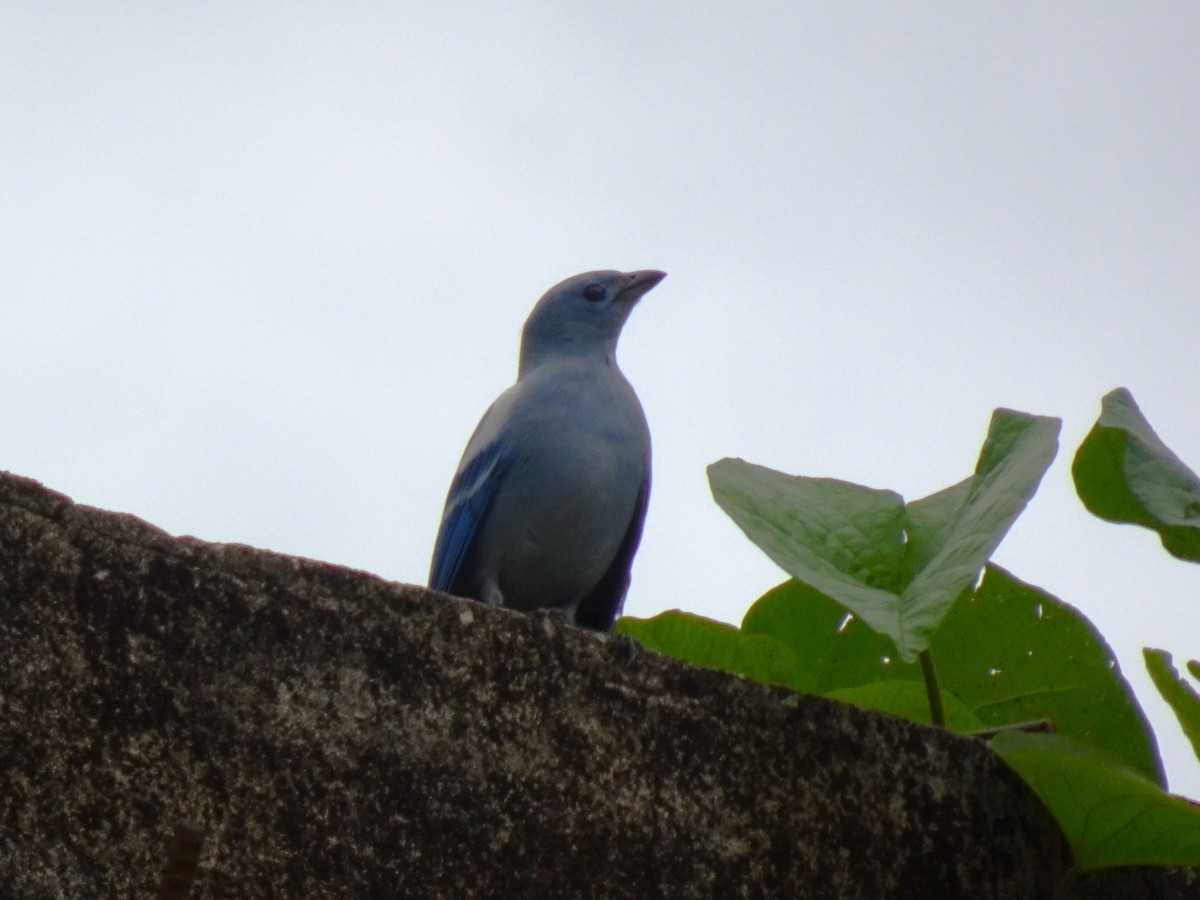 Blue-gray Tanager - ML548355931