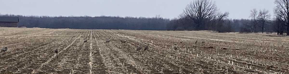 Sandhill Crane - ML548356291