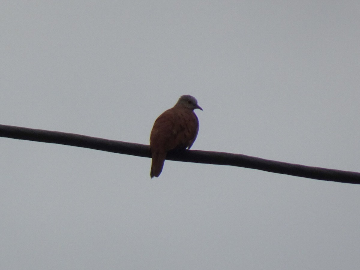 Ruddy Ground Dove - ML548357621