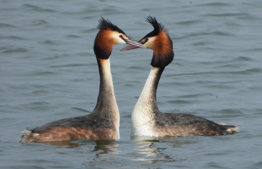 Great Crested Grebe - ML548358241