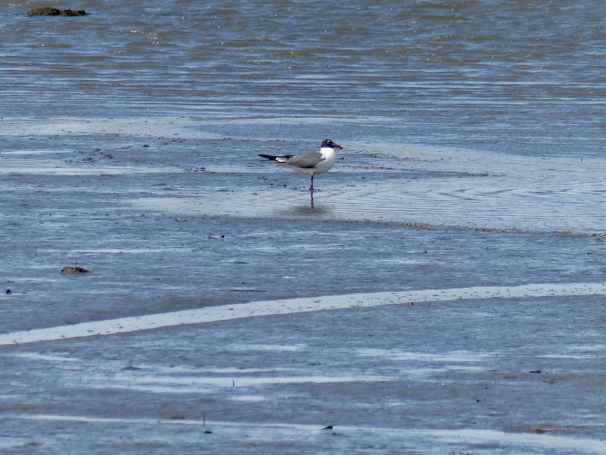 Laughing Gull - Laura Blutstein