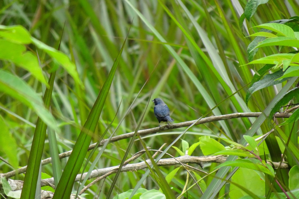 Blue-black Grassquit - ML548359771