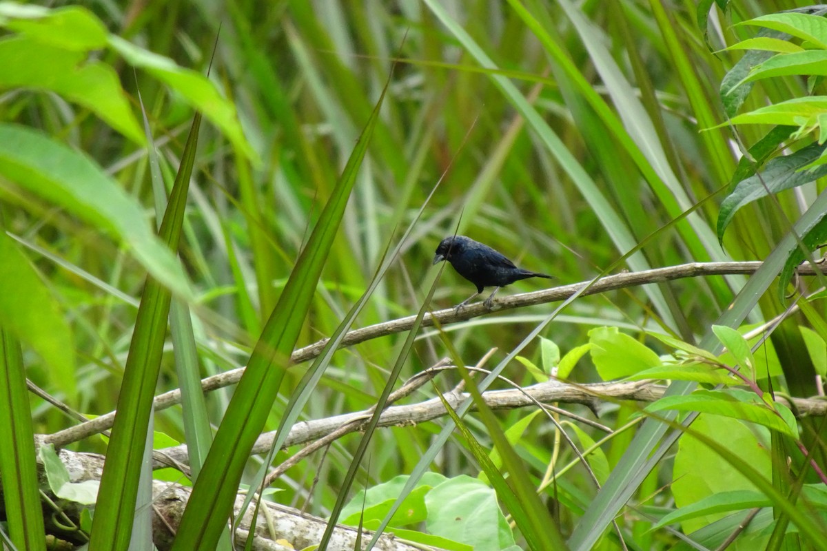 Blue-black Grassquit - ML548359781