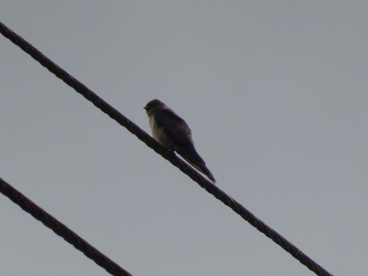 White-thighed Swallow - ML548360281