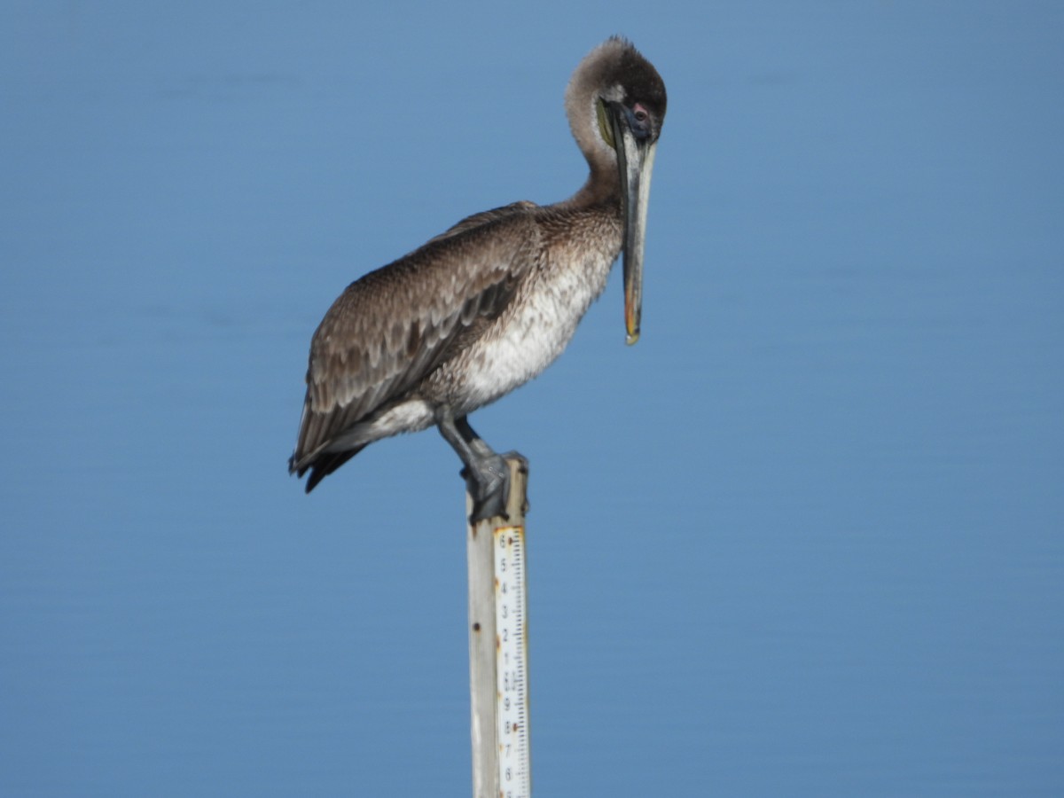 Brown Pelican - George Koppel