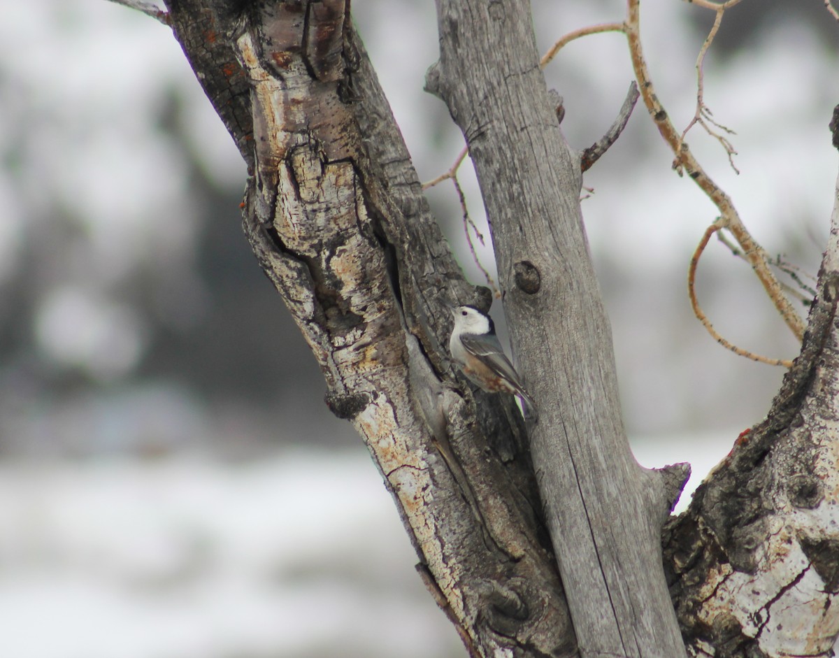 White-breasted Nuthatch - ML548363121