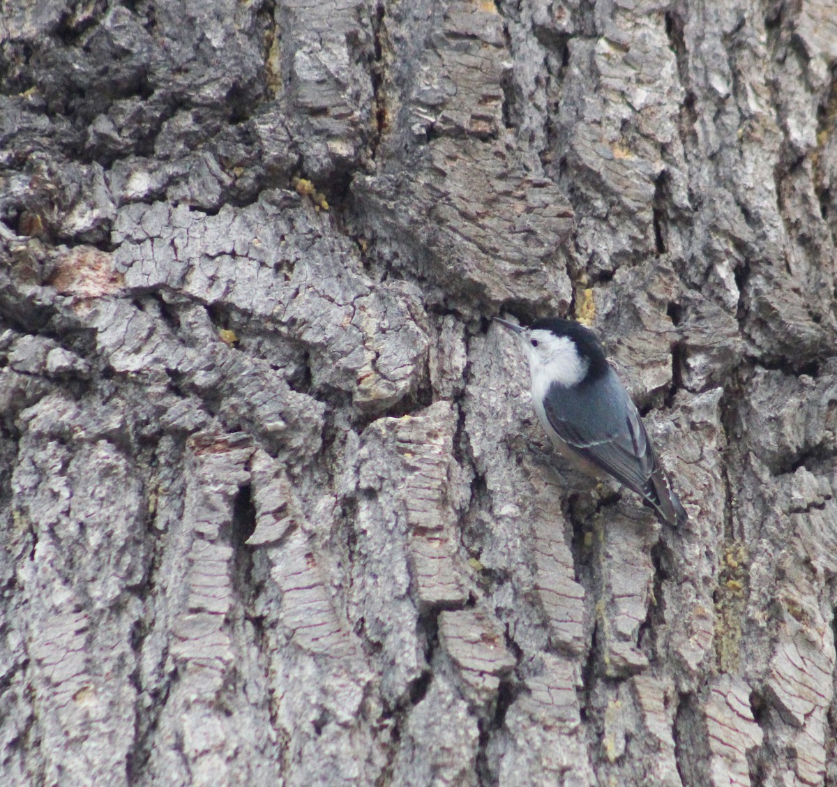 White-breasted Nuthatch - ML548363141