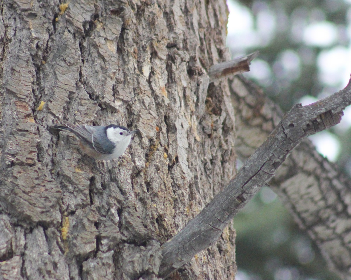 White-breasted Nuthatch - ML548363171