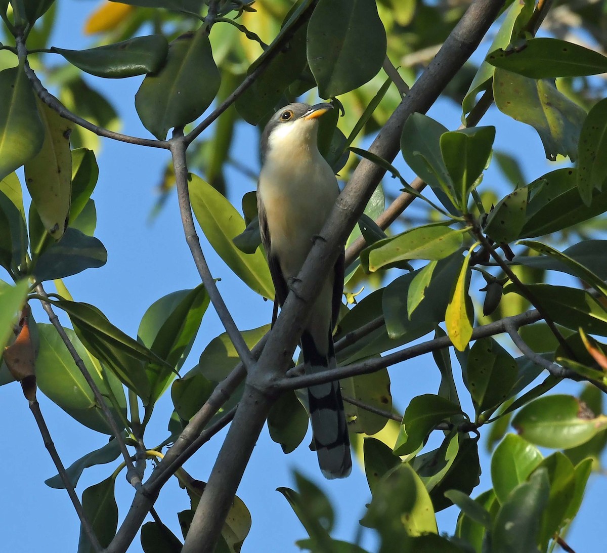Mangrove Cuckoo - ML548363841