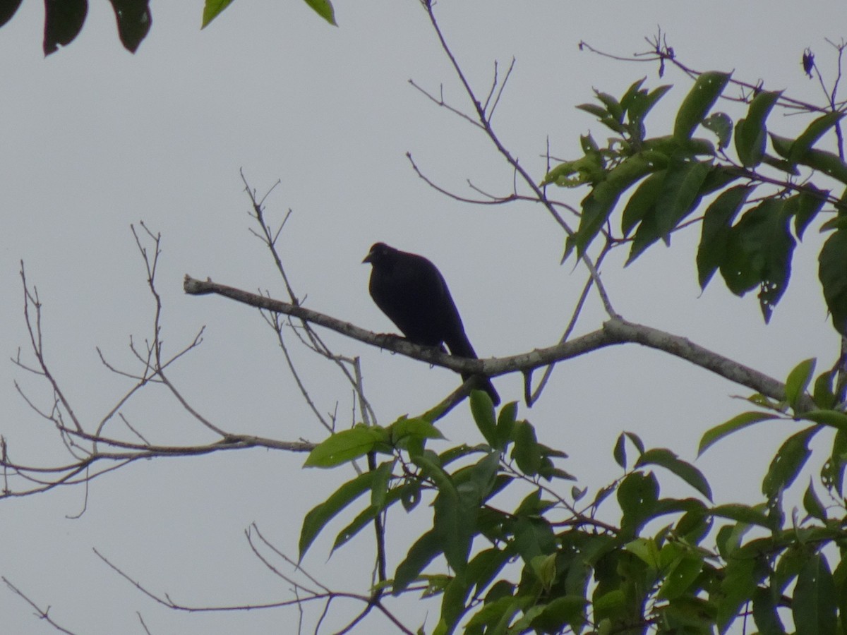 Giant Cowbird - ML548363891