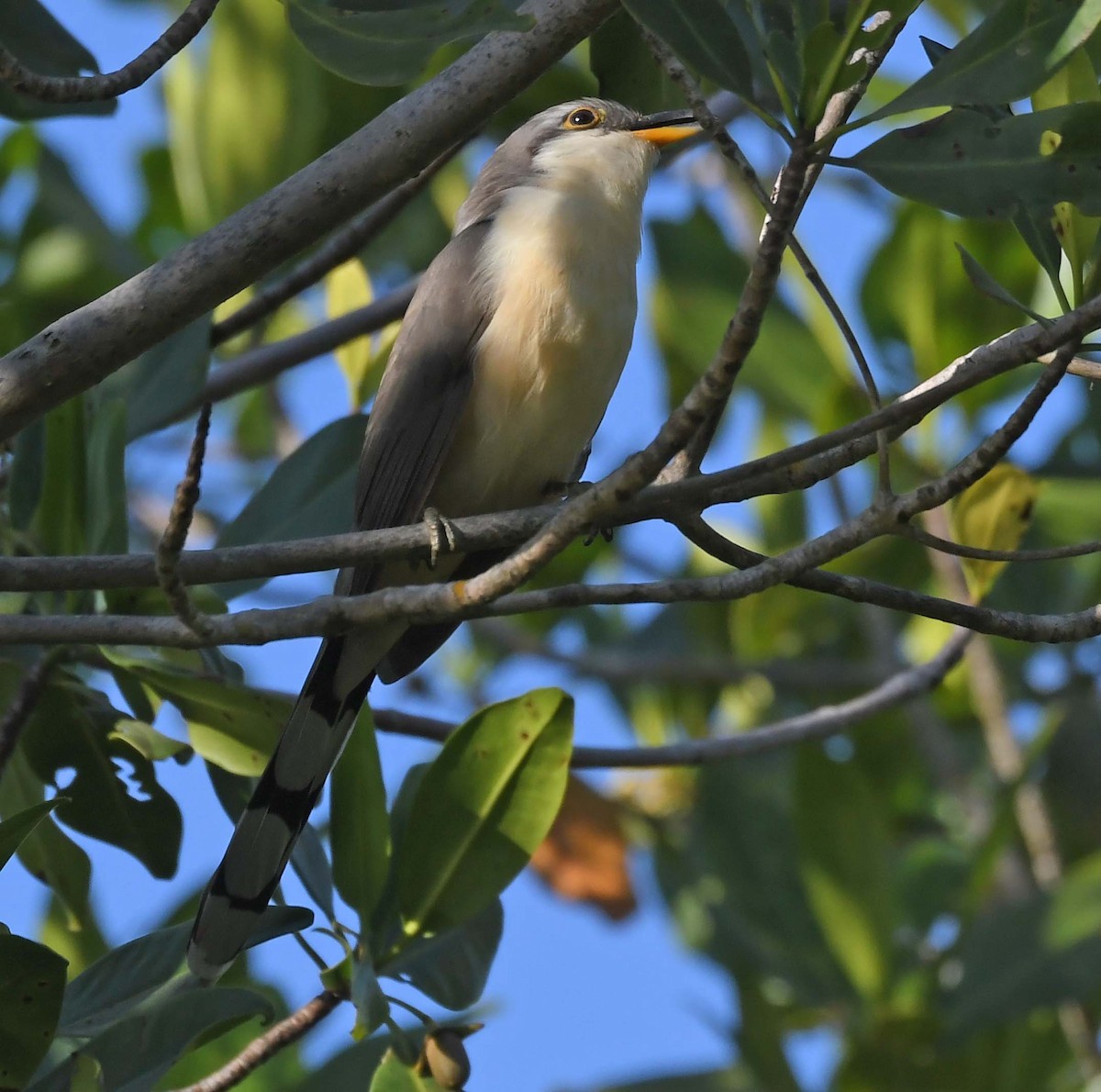 Mangrovekuckuck - ML548364011