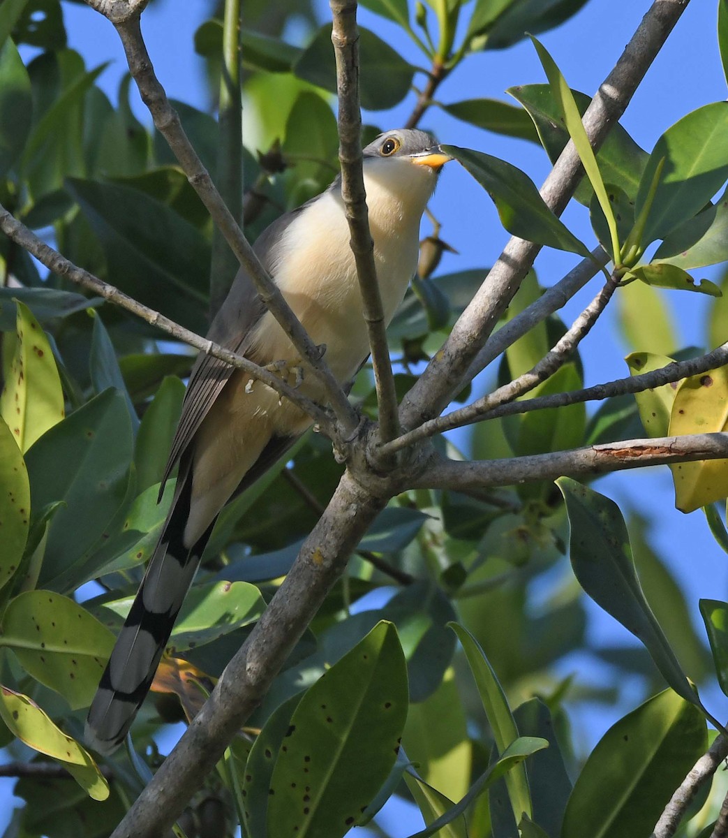 Mangrove Cuckoo - ML548364061