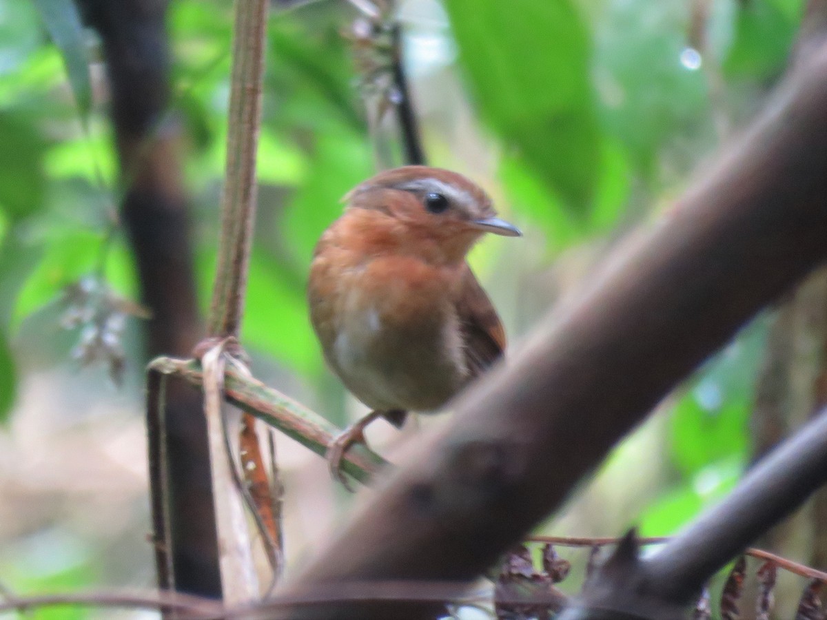 Rufous Gnateater - ML548364601