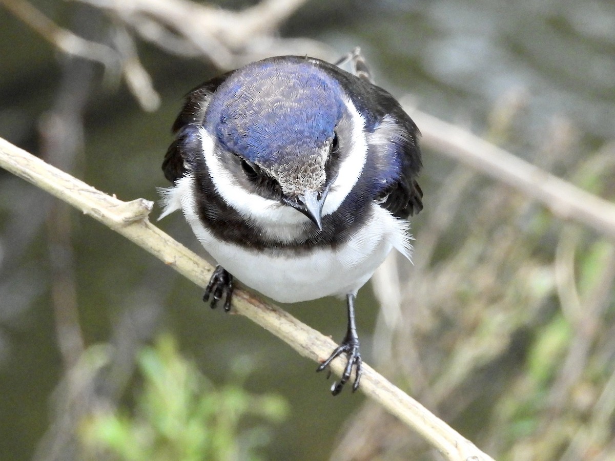 White-throated Swallow - ML548365081