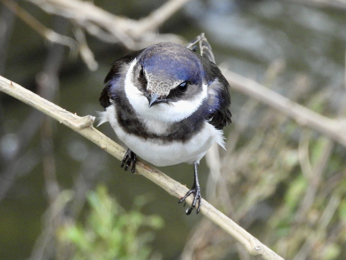 White-throated Swallow - ML548365091