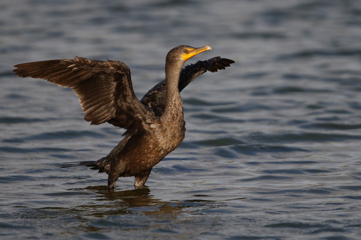 Double-crested Cormorant - Michael Stubblefield