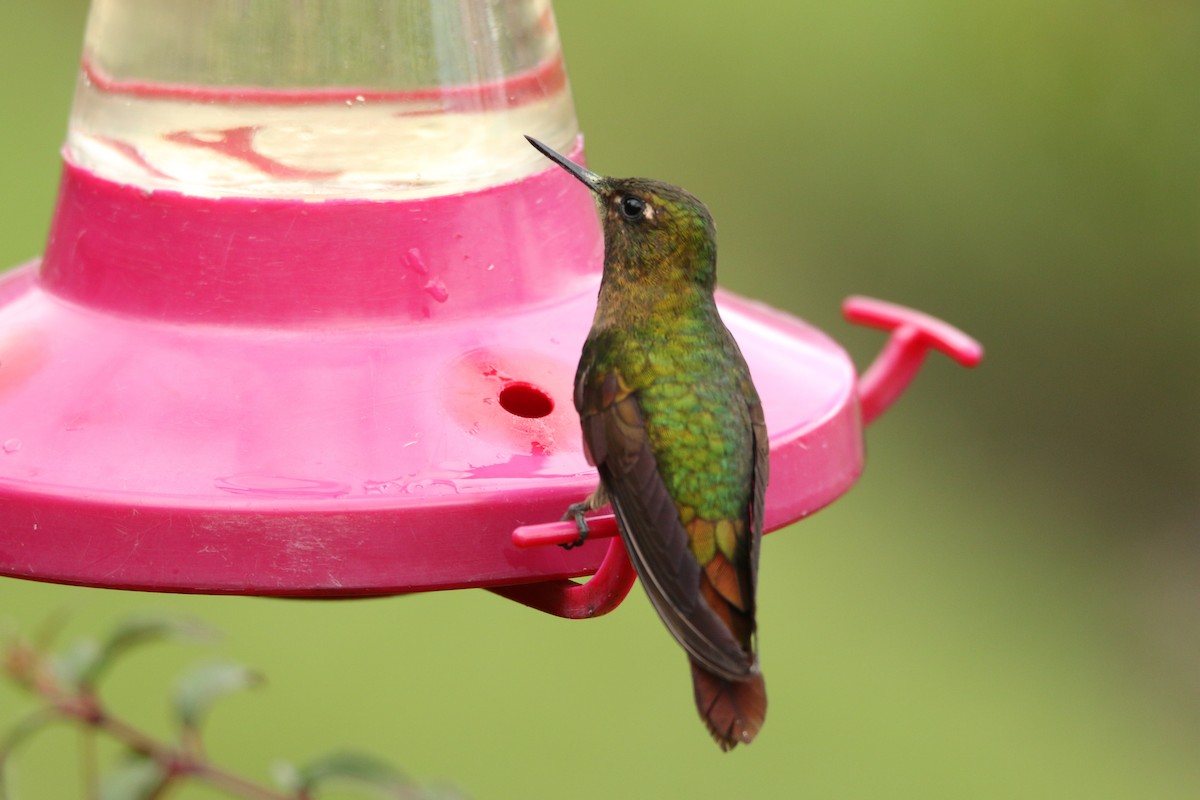 kolibřík dřišťálový - ML54836741
