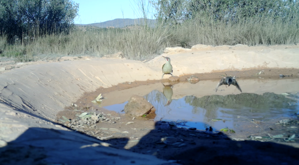 Iberian Green Woodpecker - ML548368971