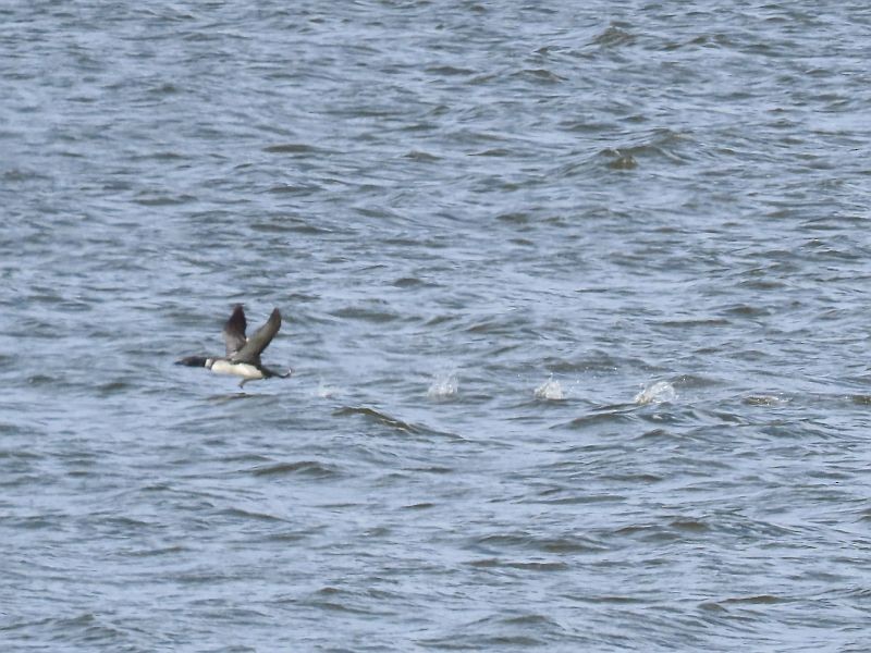 Common Loon - ML548369291