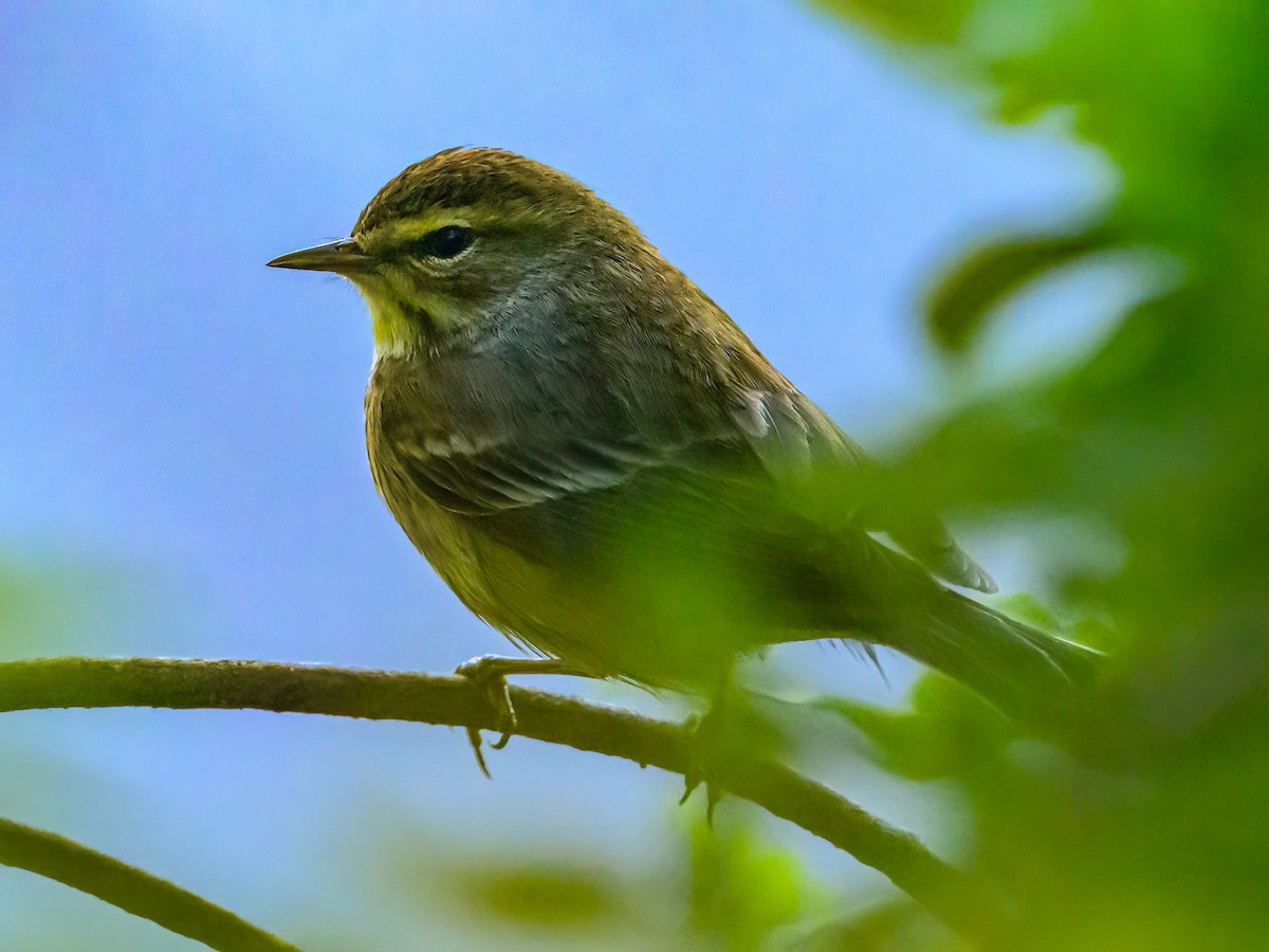 Palm Warbler - Clark Johnson