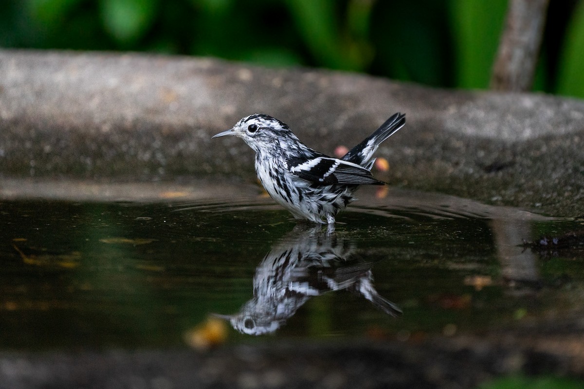 Black-and-white Warbler - ML548371381