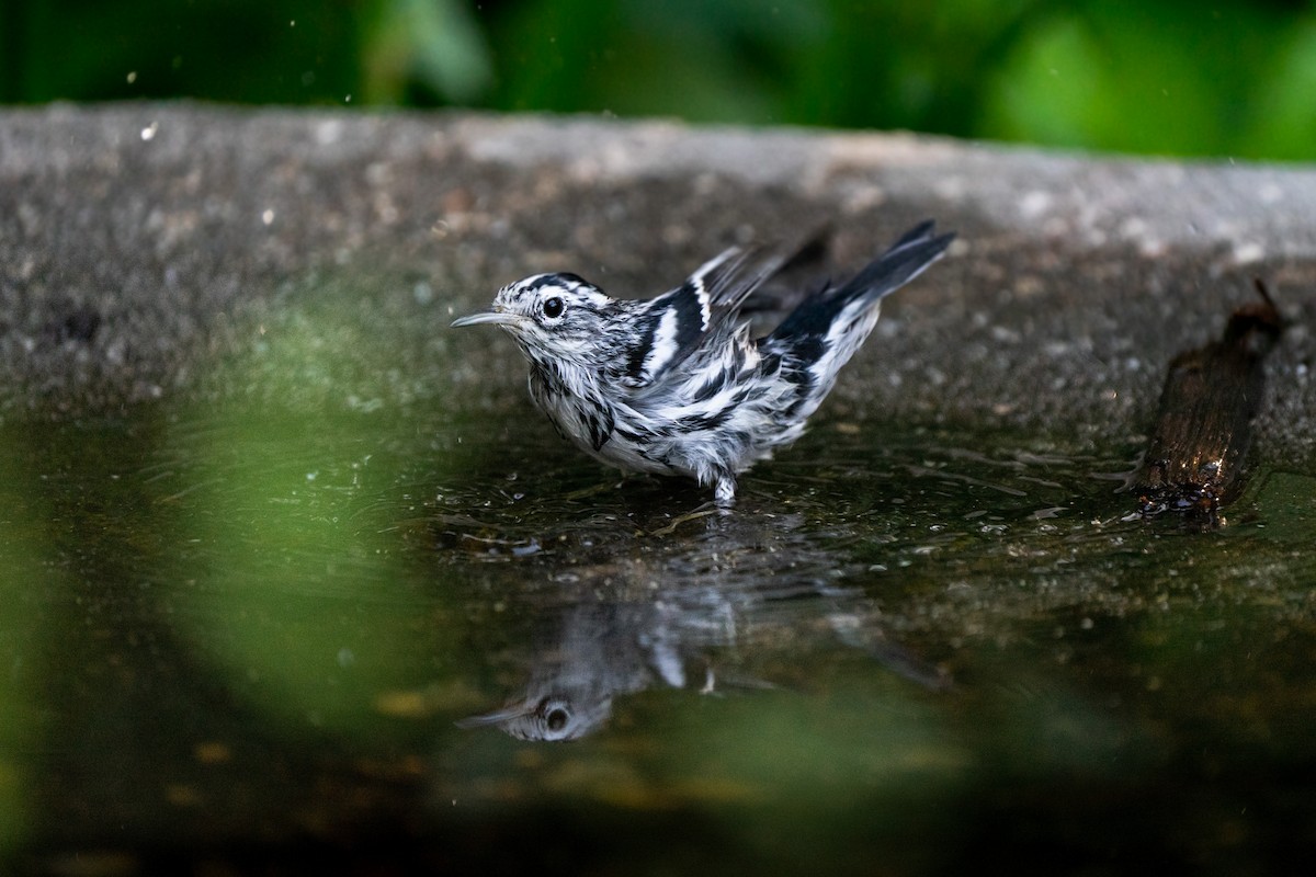 Black-and-white Warbler - ML548371391