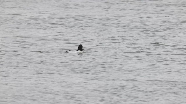 Common Goldeneye - ML548373281