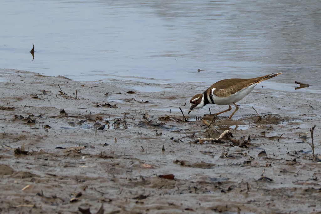 Killdeer - ML548373771