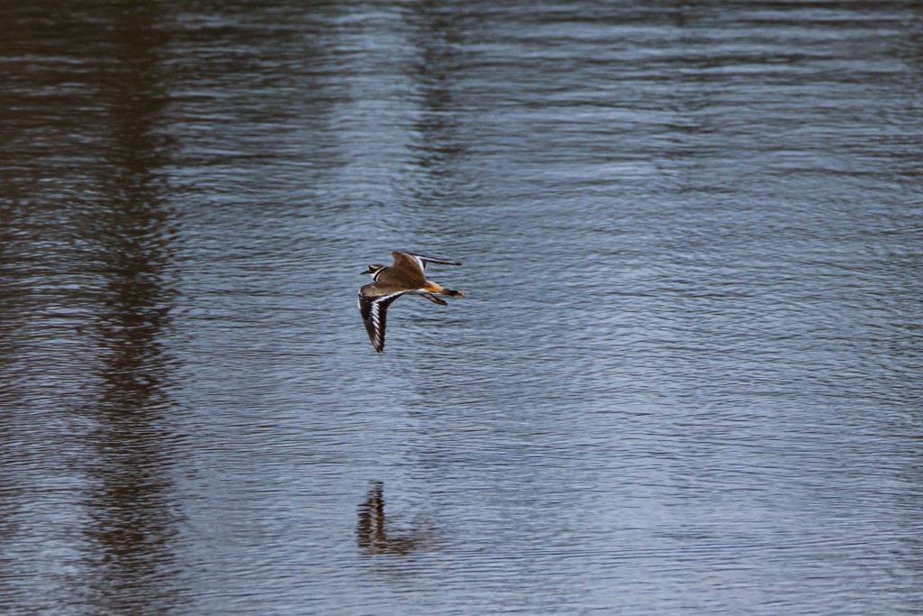 Killdeer - ML548373781