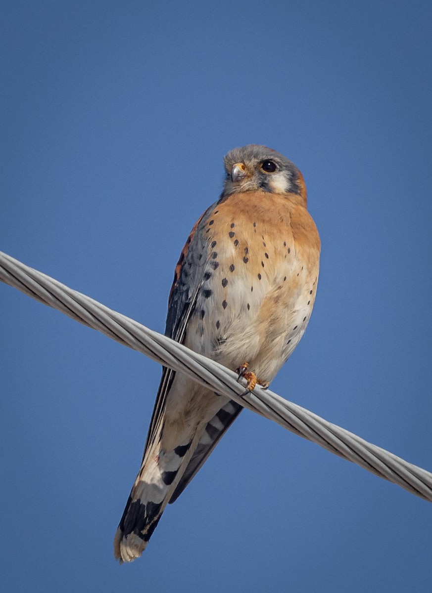 American Kestrel - ML548373831