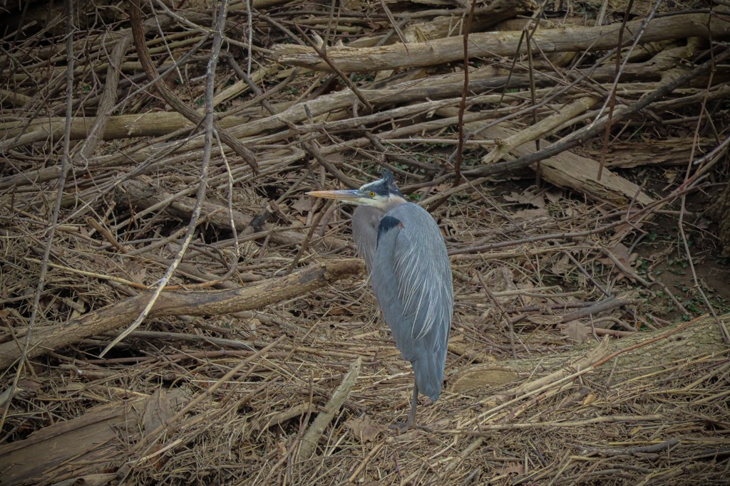 Great Blue Heron - ML548374141