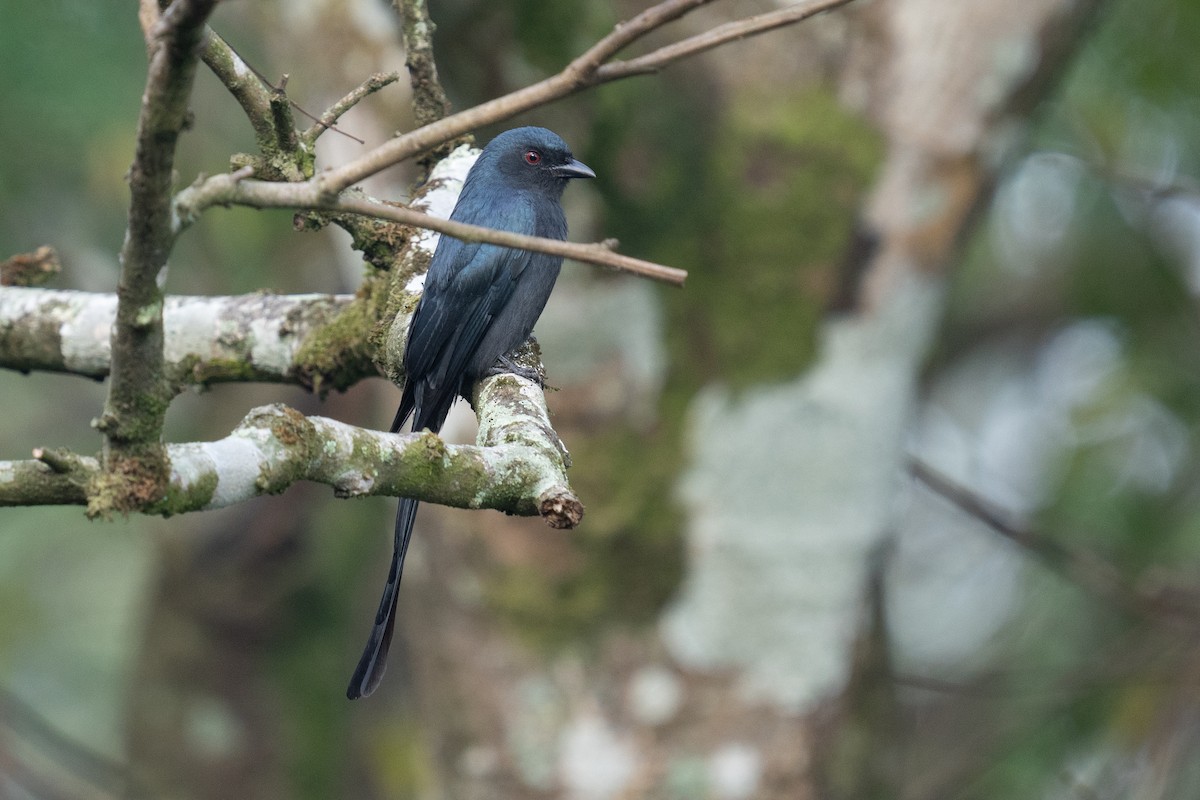 drongo kouřový - ML548375991