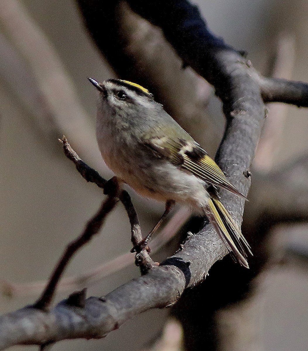 Roitelet à couronne dorée - ML548377591