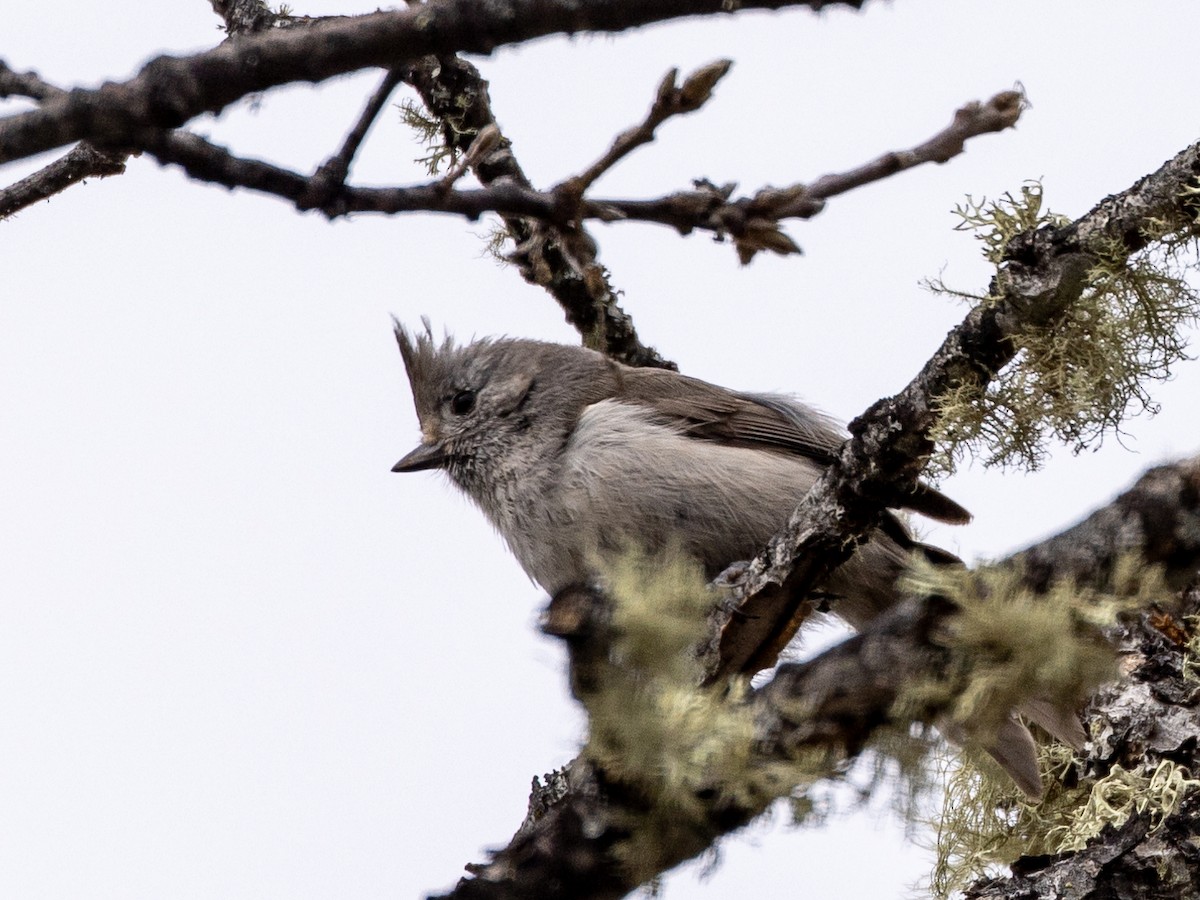 Oak Titmouse - ML548382081