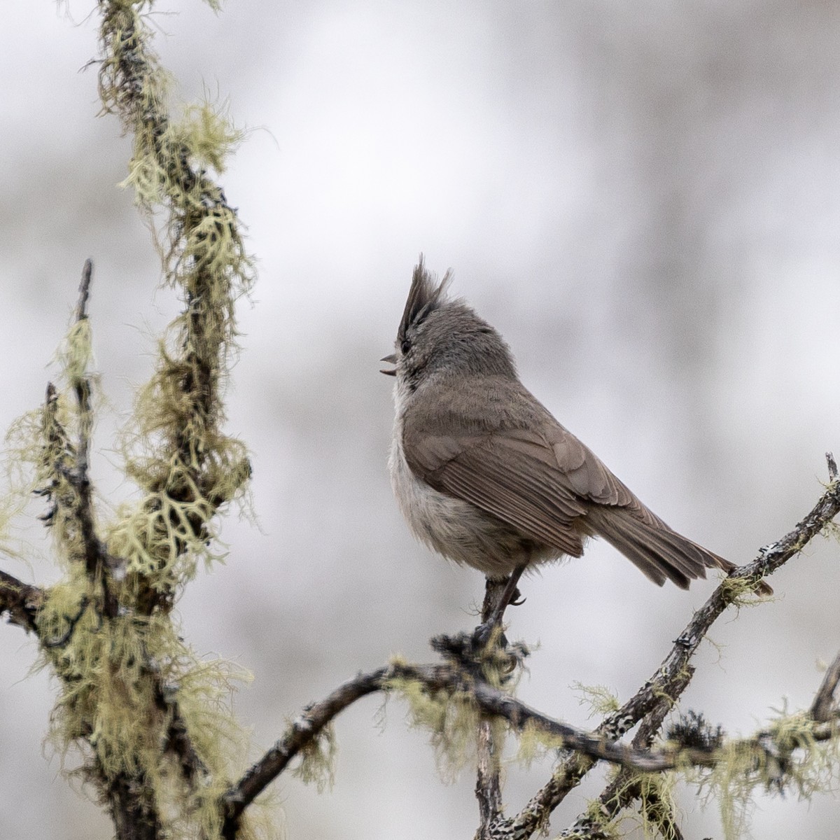 Oak Titmouse - ML548382311