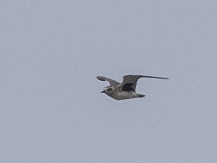 Black-bellied Plover - ML548382871