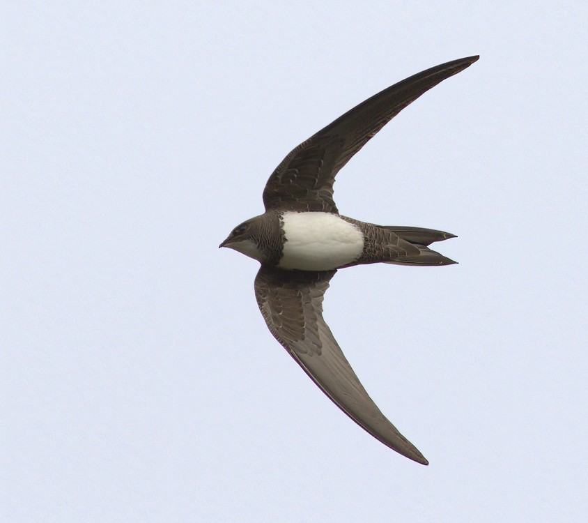 Alpine Swift - ML548385191