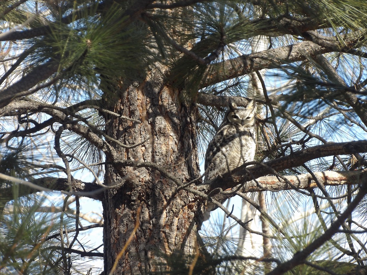 Great Horned Owl - ML548385501