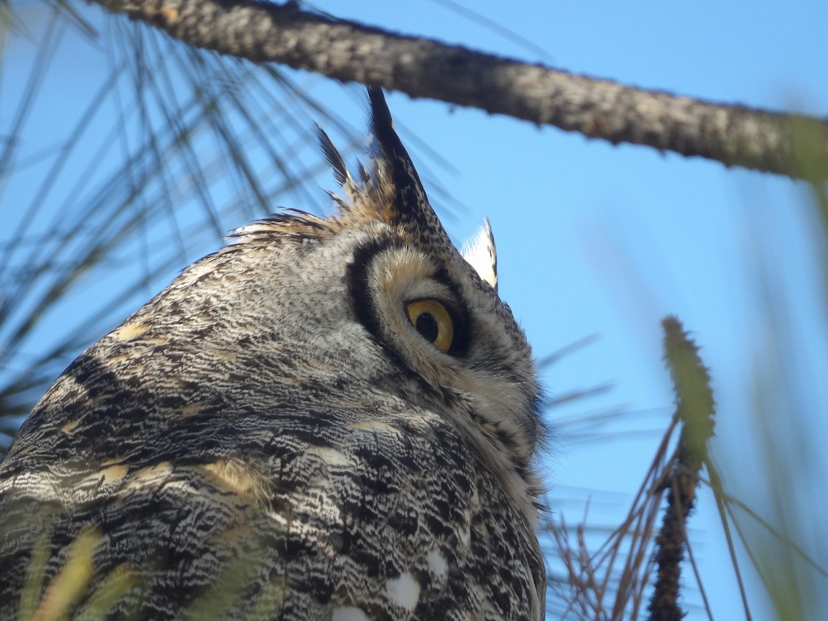 Great Horned Owl - ML548385521