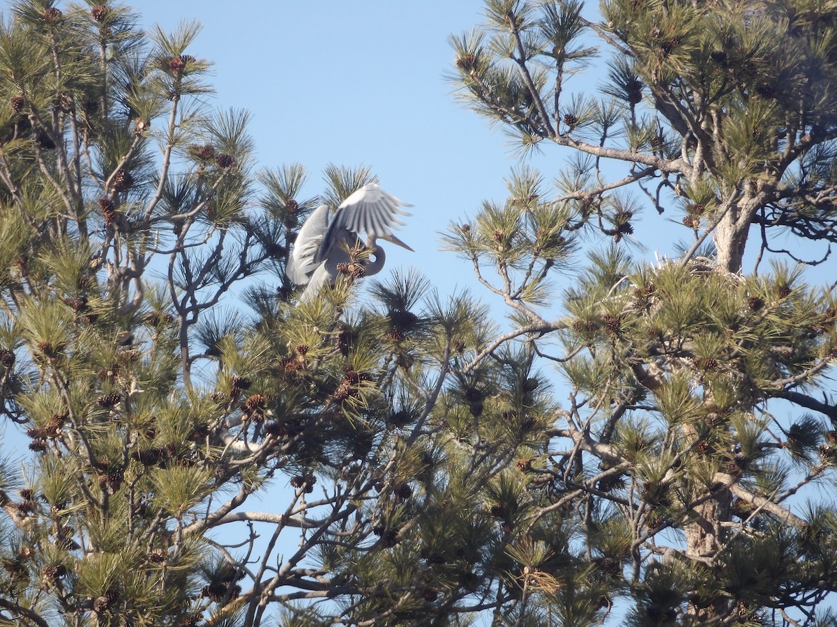 Great Blue Heron - ML548385771