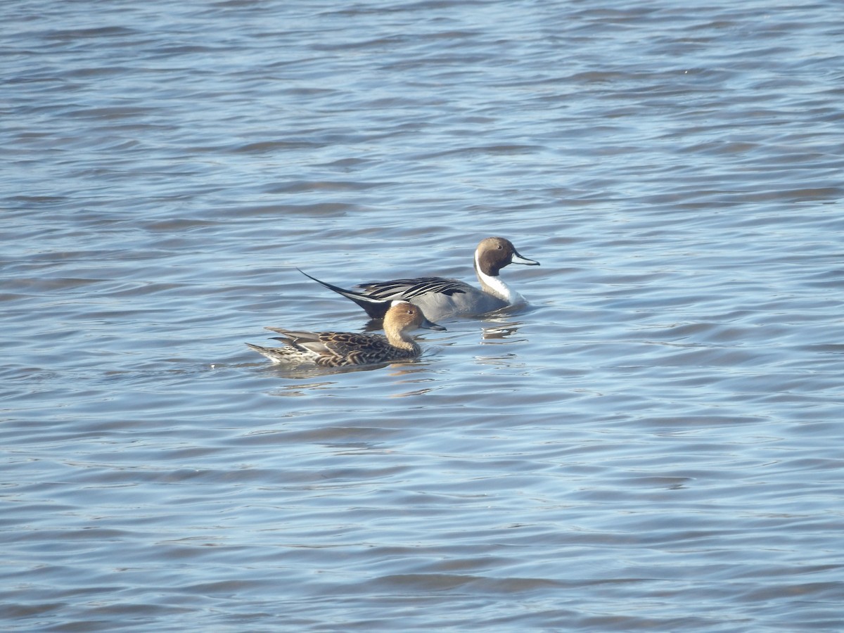 Northern Pintail - ML548386411