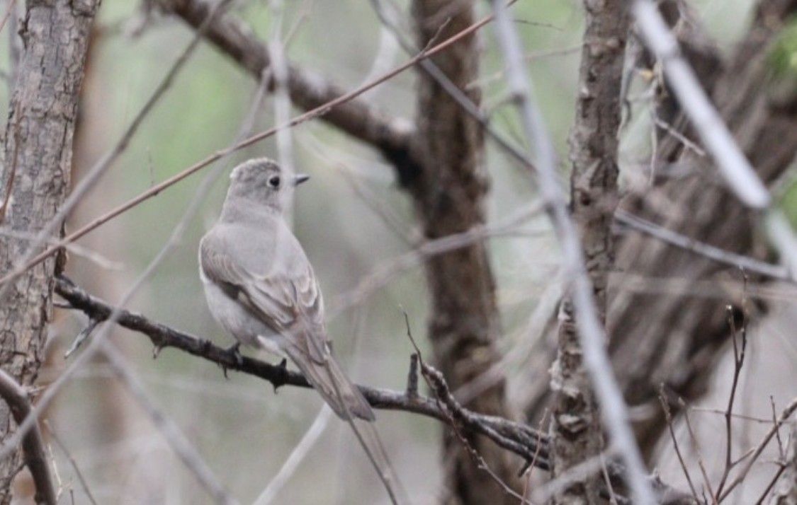 Townsend's Solitaire - Cadeo Scott Schipper