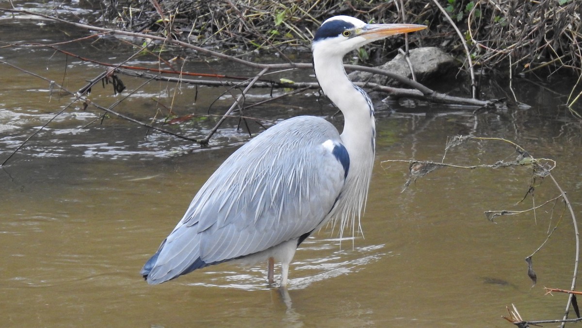 Gray Heron - Juan Carlos Solar Gómez