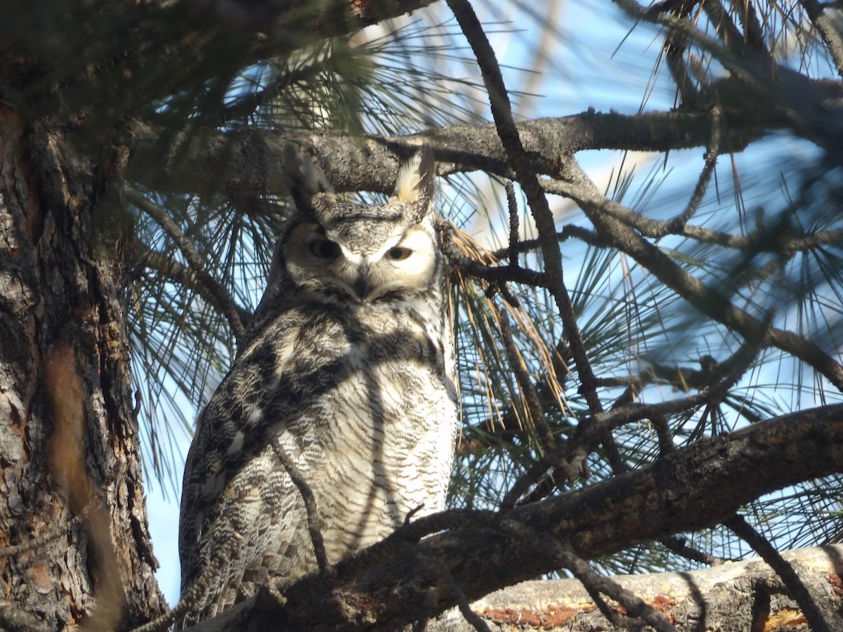 Great Horned Owl - ML548387851