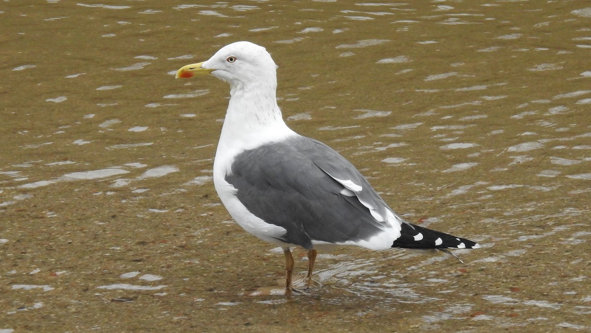 Lesser Black-backed Gull - ML548388401